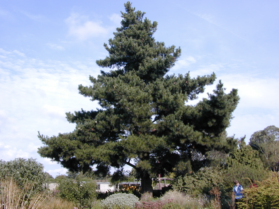Accoya hout